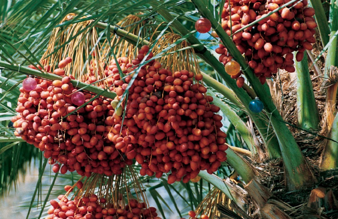 Dattelpalmenbaum mit Früchten