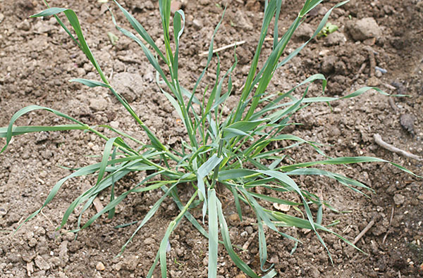 Wild Oat wild-oat